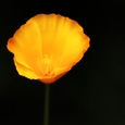 Lifted Up - California Poppy